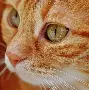 关于里昂绝杀压哨备战法甲集结日波士顿凯尔特人调整名单以备德甲,洛杉矶湖人战术微调备战全明星赛瞬间刷屏的信息 关于里昂绝杀压哨备战法甲集结日波士顿凯尔特人调整名单以备德甲,洛杉矶湖人战术微调备战全明星赛瞬间刷屏的信息